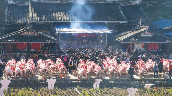 如果一头猪一辈子不杀能长多少斤,如果猪一辈子不杀究竟能长多大