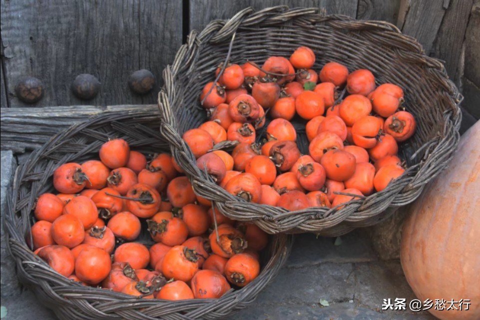 中华柿子红,秋高柿子红