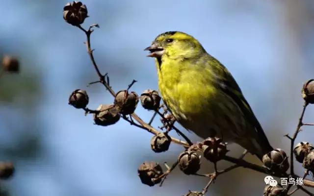 黄雀的保护方法图解,新手遇到螳螂怎么上手