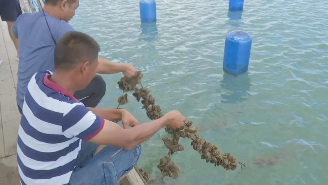 【丰收的喜悦】金秋宜吃蚝，这个地方生长的生蚝肉质嫩美可口！