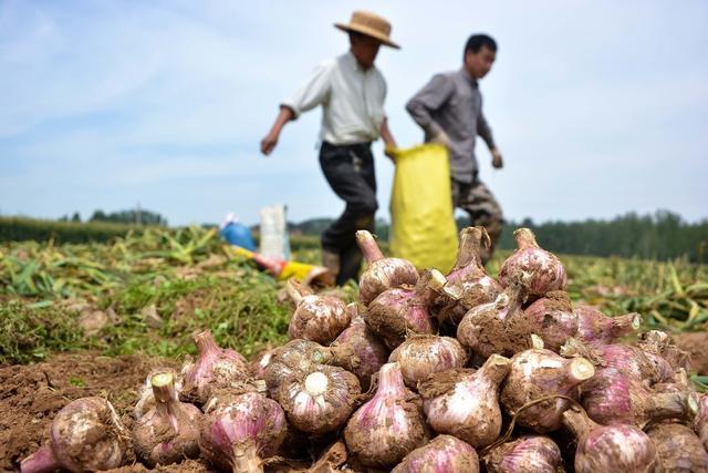 今年的大蒜价格还会走高吗？老农告诉你