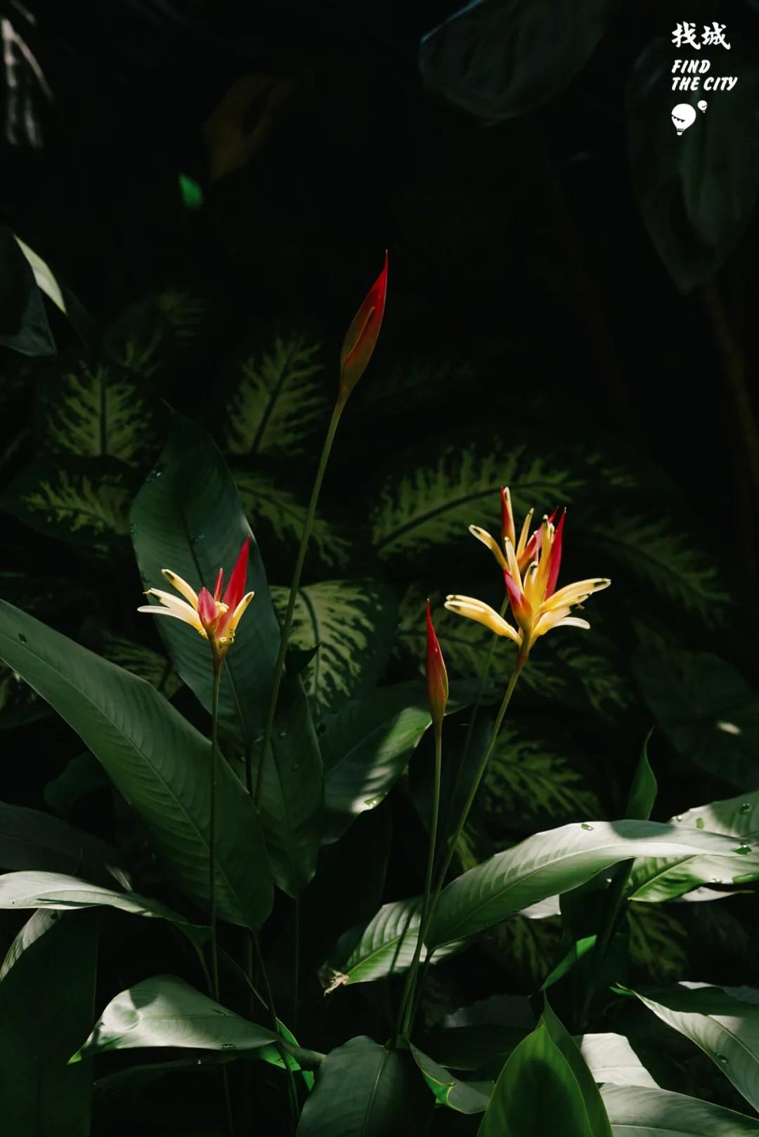 南宁人去隆安玩,南宁人去柳州玩