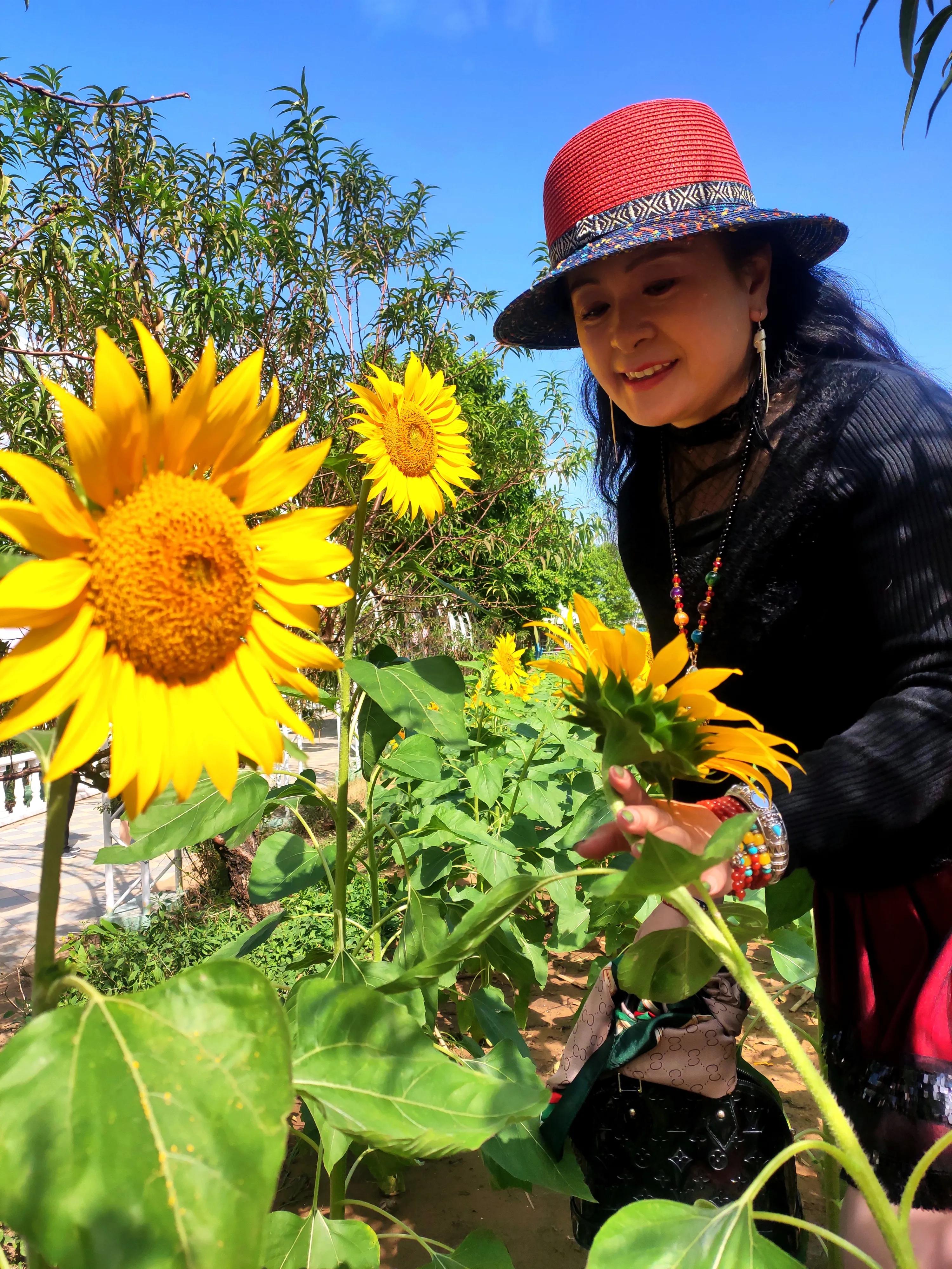 南沙好玩的地方百万葵园,广州南沙百万葵园几月份去最好