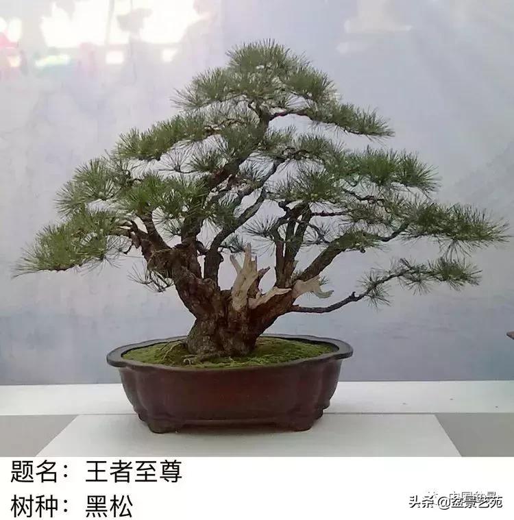 山东盆景艺术大师王桂华,金艳盆景精品欣赏