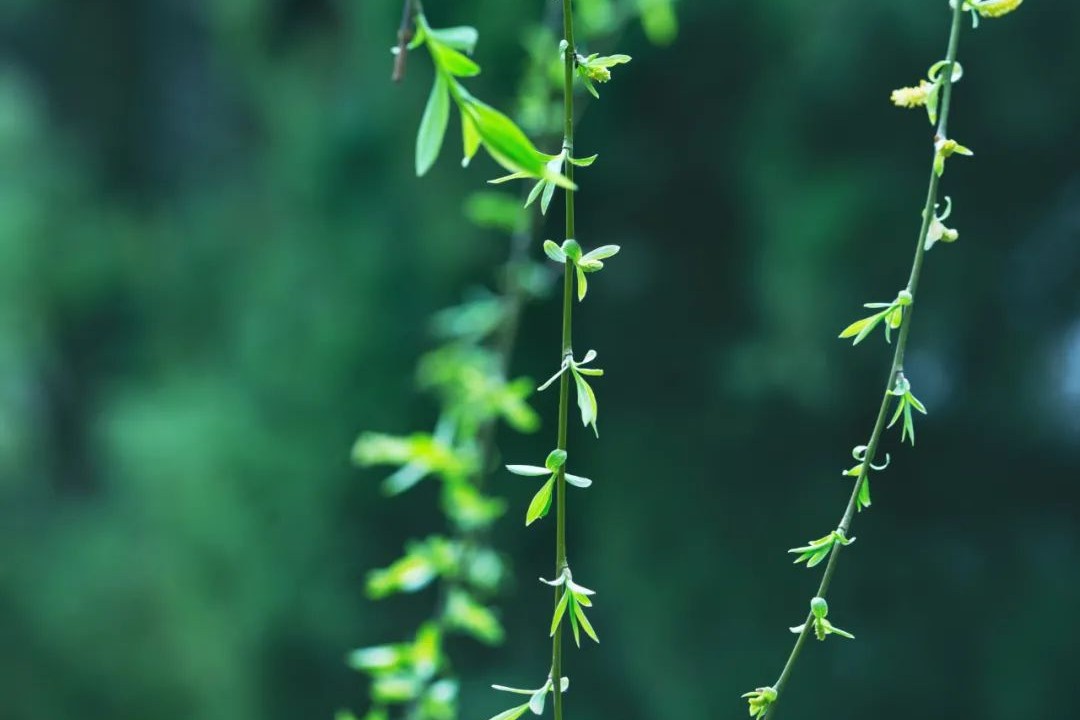 绑架幼女案件,绑架幼女案
