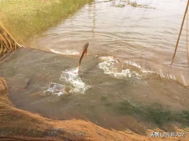 马来西亚买海鲜,怎么样直接从马来西亚购买龙鱼