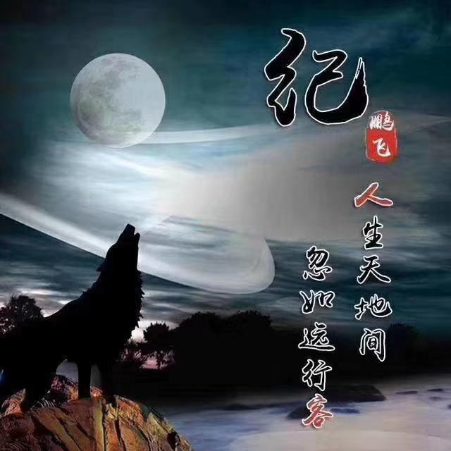 狼励志微信头像,狼的微信头像励志