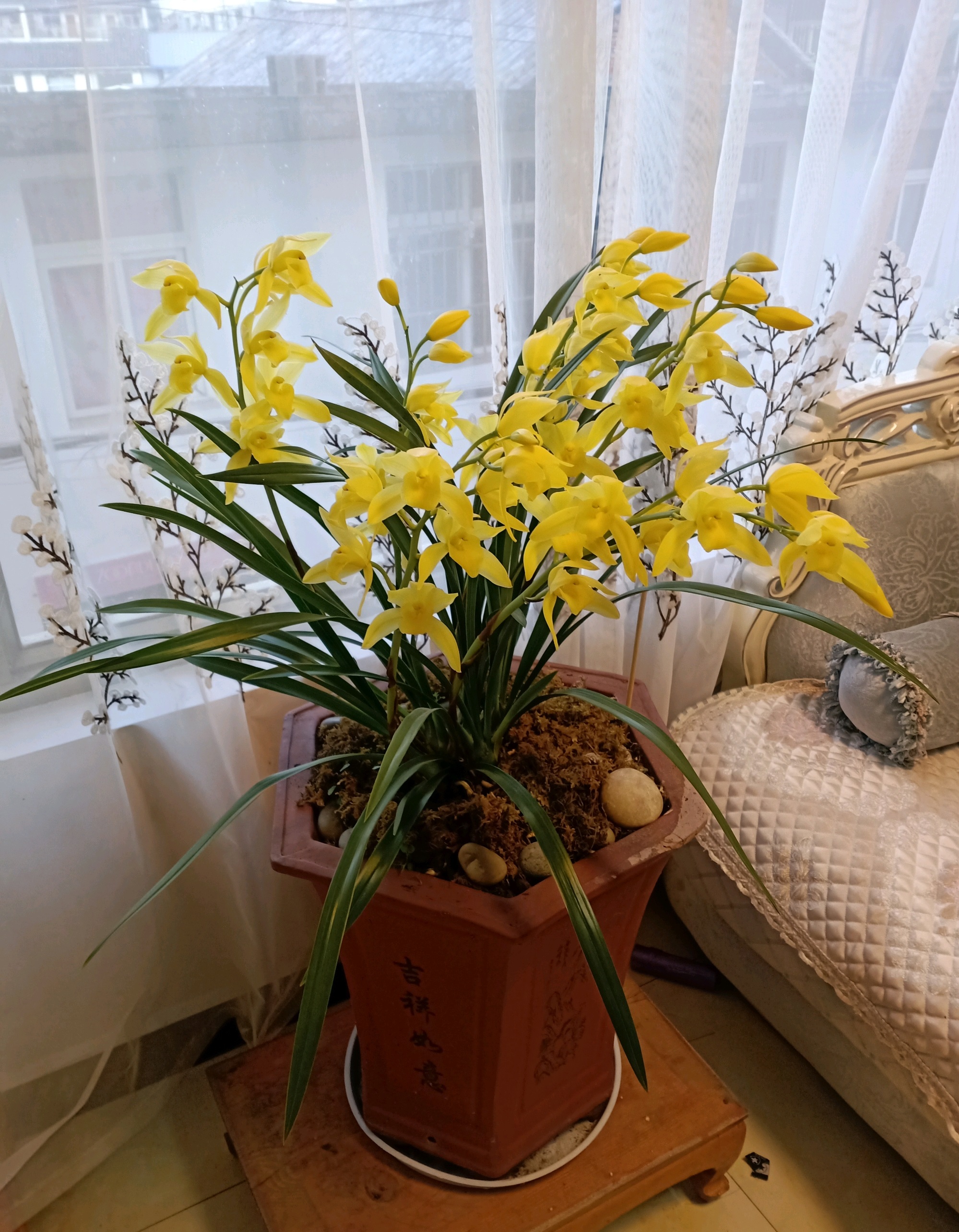 什么兰既好养开花又香,夏日养鲜花技巧