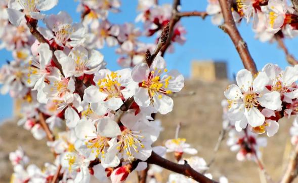 又是一年春光好完整版,又是一年春光好文明旅游