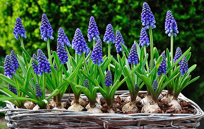 哪些种球适合春天栽种,冬季种百合种球能开花吗