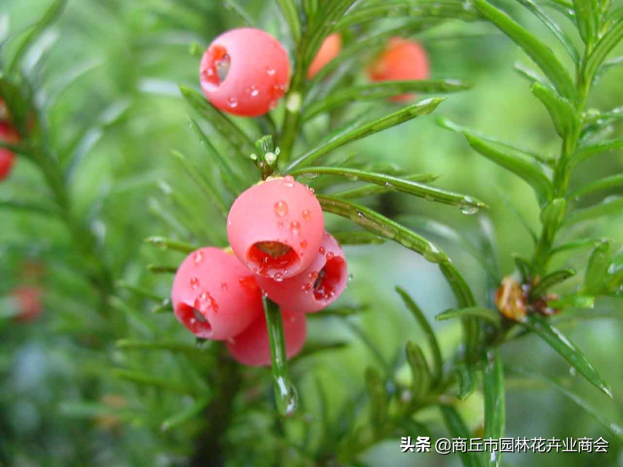 红豆杉叶子发黄是什么原因引起的,红豆杉叶子发黄了怎么回事