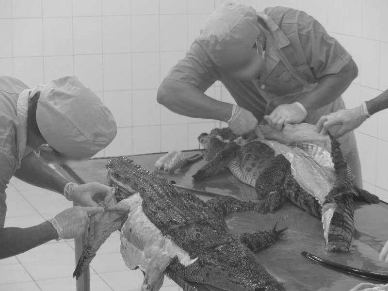 鳄鱼被制成皮包,鳄鱼是怎么变成皮具的