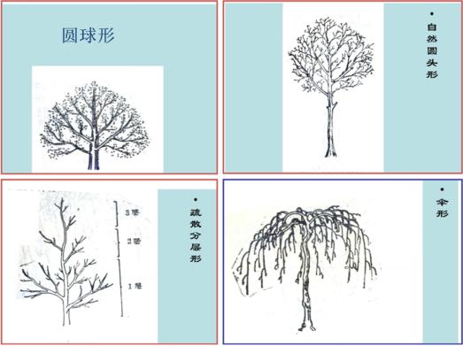 最全最完整的园林植物整形修剪技术规范(转自农林慧小妹,收藏)