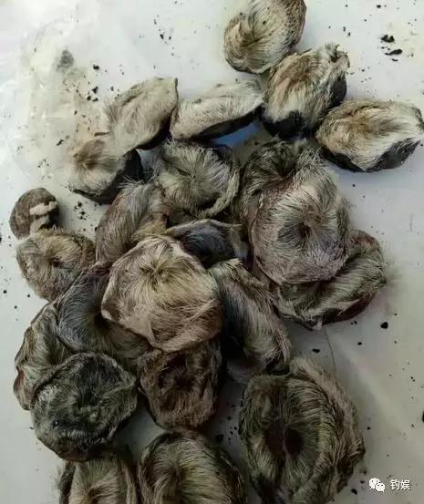 麝香酒假的会死窝吗,麝香如何炮制麝香酒