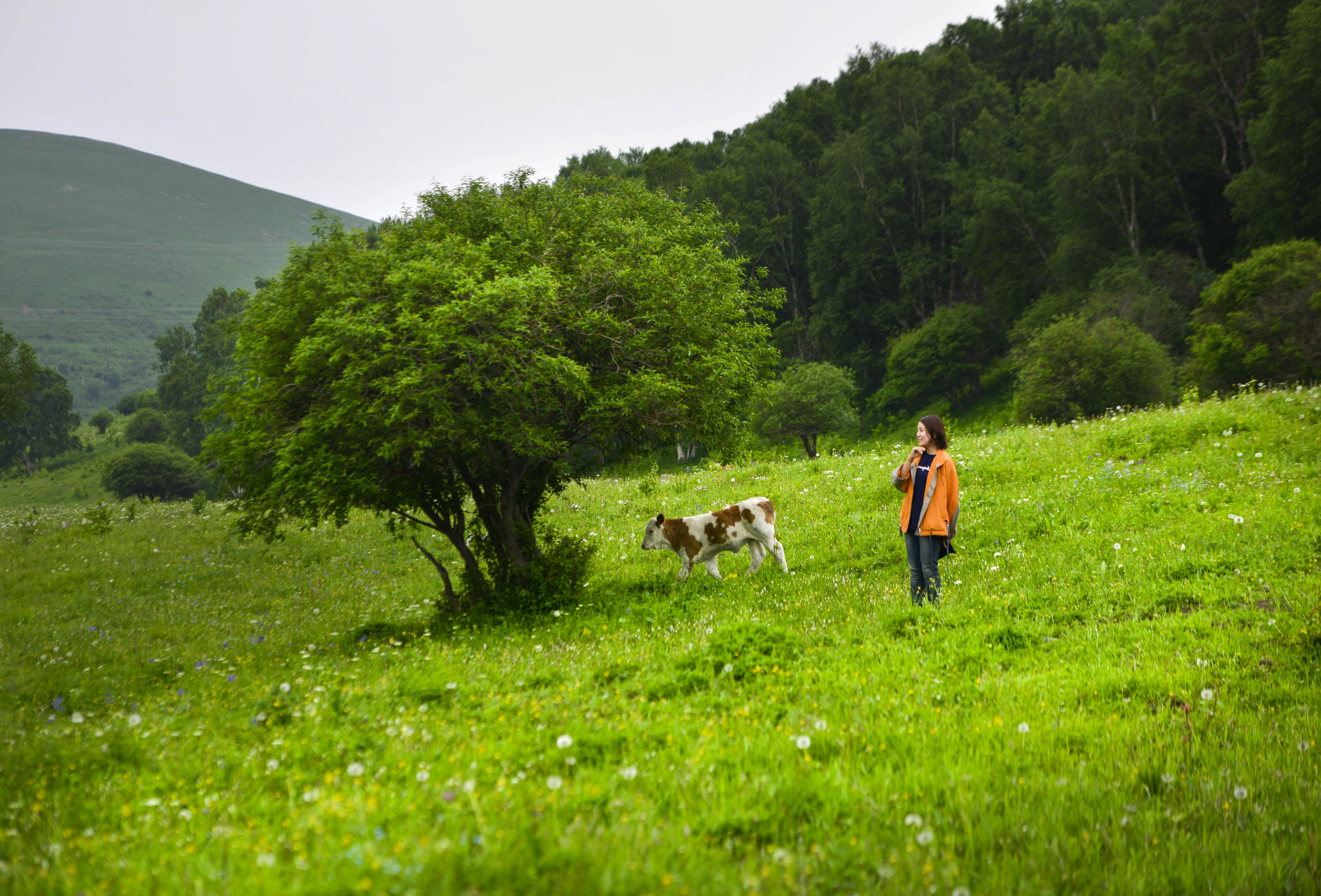 坝上草原照片高清图片,坝上草原风景图100张