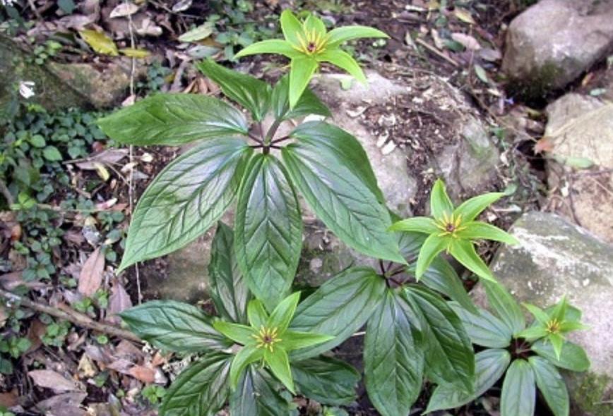 1种“杂草”花朵奇特，人称“七叶一枝花”，1公斤“900元”