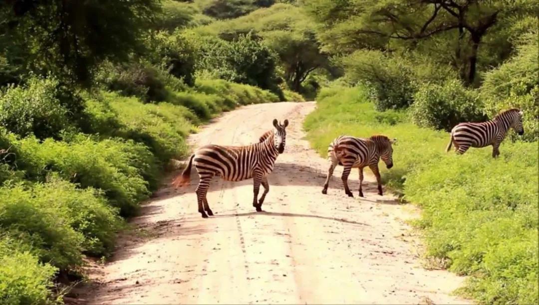 世间稀有的白色长颈鹿母子，在非洲被残忍猎杀，发现时只剩骨骼
