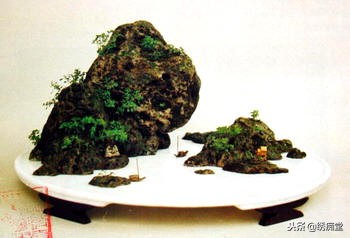 丛林式盆景欣赏,盆景欣赏及制作