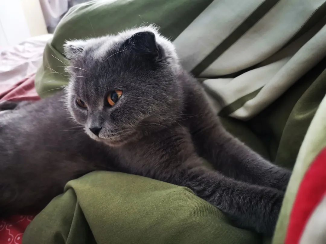 和宠物交流说什么,宠物谈恋爱怎么回事