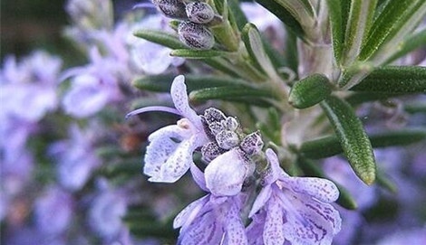 精油有什么别的用法吗,沉香精油的功效与作用及禁忌