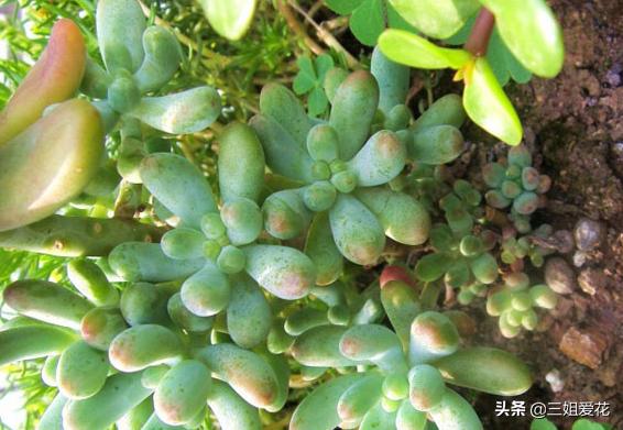 多肉植物虹之玉的外形介绍,虹之玉与乙女心的区别哪个好上色