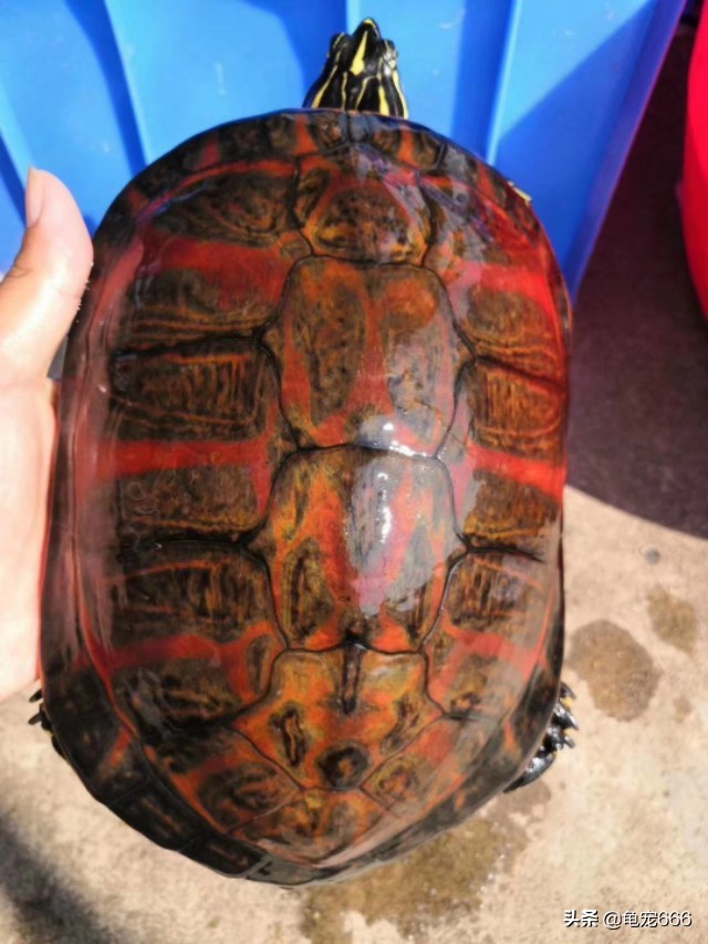 台缘龟苗价格,越南金钱龟苗价格