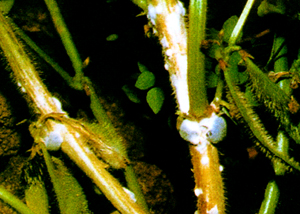 大豆病毒病的防治措施有哪些,大豆霉腐病