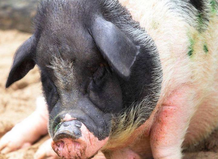 养殖兽药购买技巧和方法,在网上购买低价兽药靠不靠谱