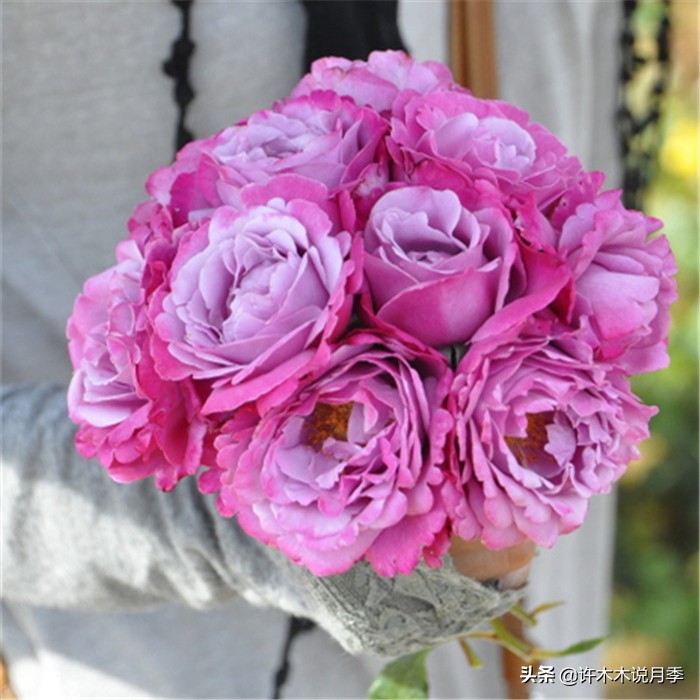 网购月季应该怎么种植?月季移栽后出现黄叶、枯萎是什么原因呢?