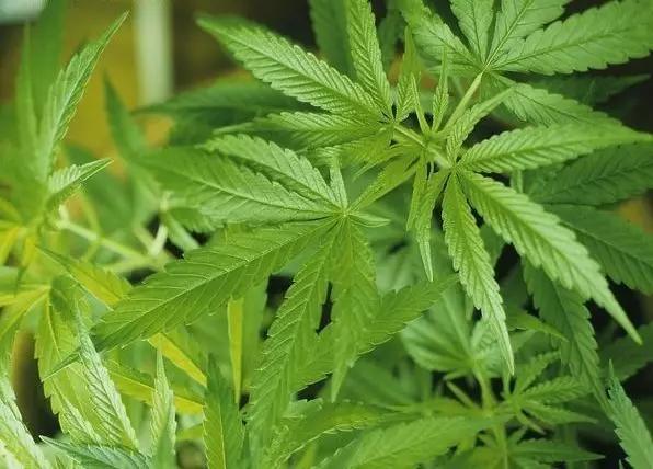 巴马火麻长寿的传说,广西巴马火麻被誉为长寿麻