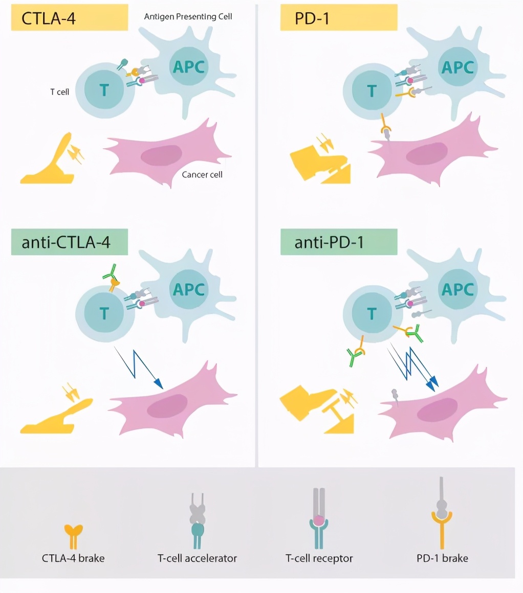 肿瘤突变负荷(TMB)能预测联合免疫治疗的疗效吗?|脑海Yeah