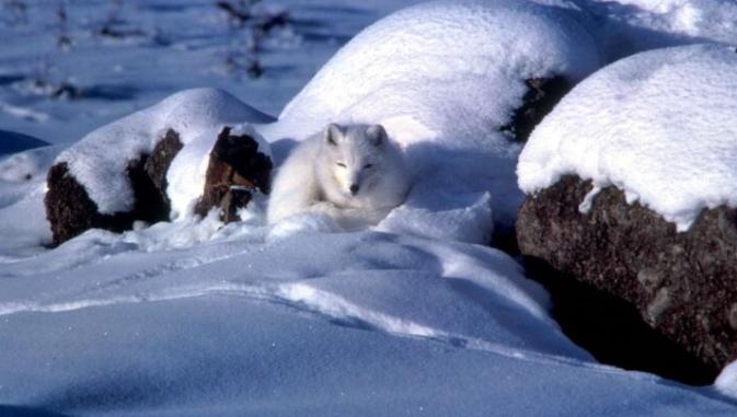 不狡（脚）猾（滑）的北极狐：家在寒地又怎样？我照样冬暖夏凉