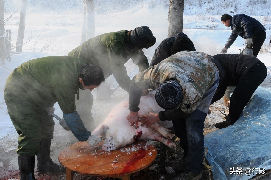 南方人感受东北杀年猪,冰天雪地杀年猪热气腾腾东北味