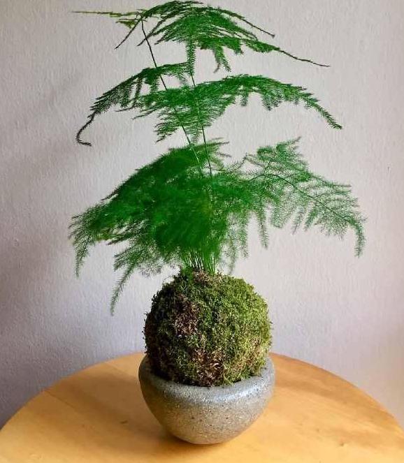 怎么养青苔盆景,苔玉盆景