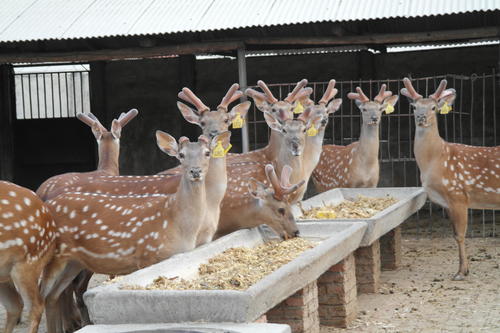 2022年特种养殖前景最好的品种,目前养殖业最赚钱的项目