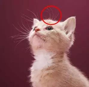 猫咪的胡须有什么作用一年级,猫咪的胡须有什么用