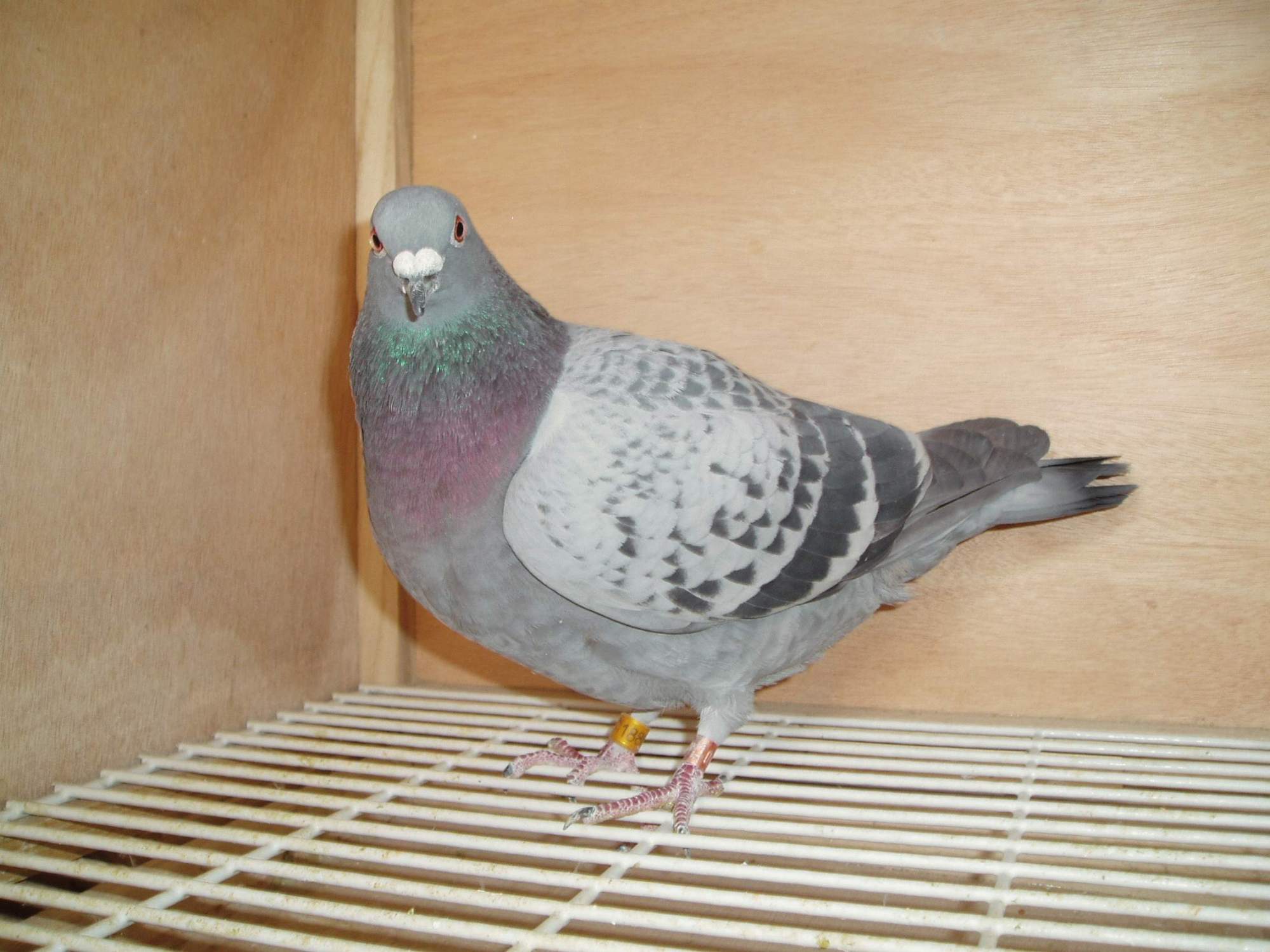 种赛鸽顽固性水便怎么办？