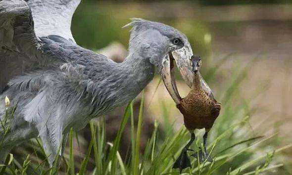 鲸头鹳看上去呆傻又蠢萌，实际上它连鳄鱼都吃，龟壳都能消化掉