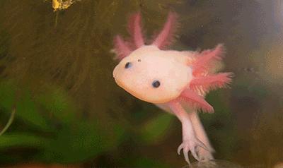 六角恐龙为什么24小时没有便便,怎么判定六角恐龙是否成年