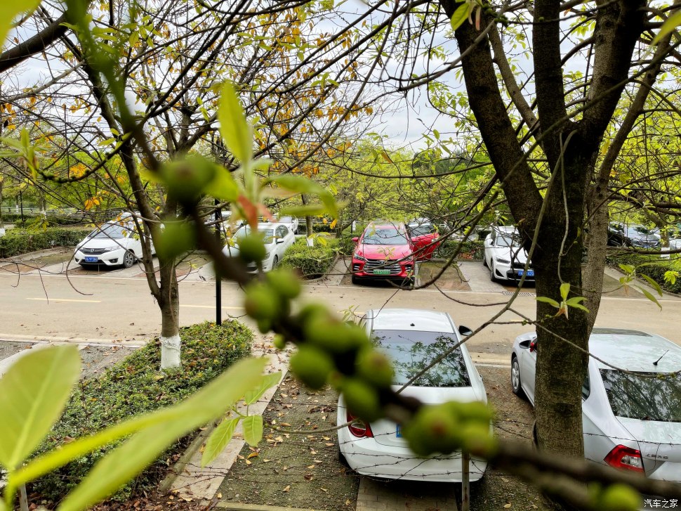 成都凤凰山公园可以爬山吗,成都凤凰山公园有什么好玩的