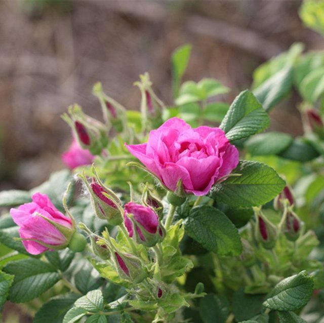 平阴玫瑰甲天下简介,平阴玫瑰和玫瑰花的区别