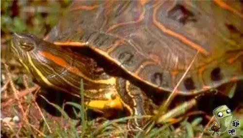 养龟的寓意和禁忌,养龟常见问题及解决办法