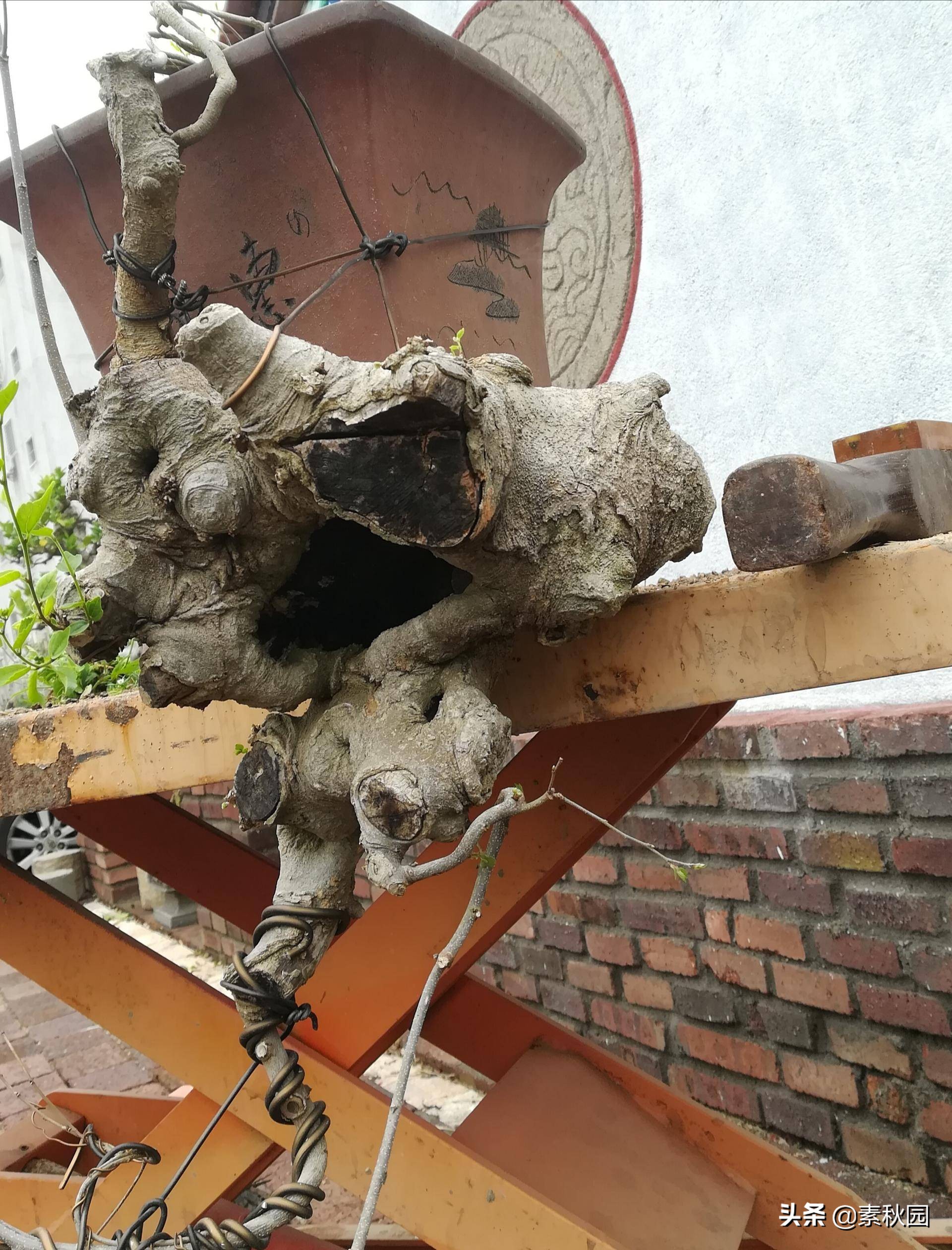 朴树盆景老桩夏季采挖与养坯,各种精品朴树盆景熟桩