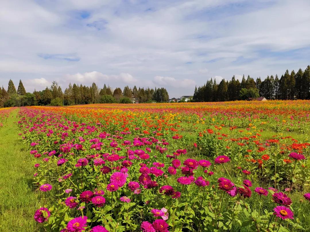 杭州最佳赏秋路线推荐,杭州附近赏秋的地方