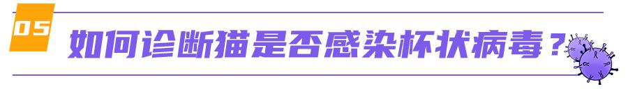 猫咪舌头有溃疡，怎么办？