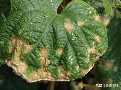 抗病毒的特效药大全,十种常见病专用药