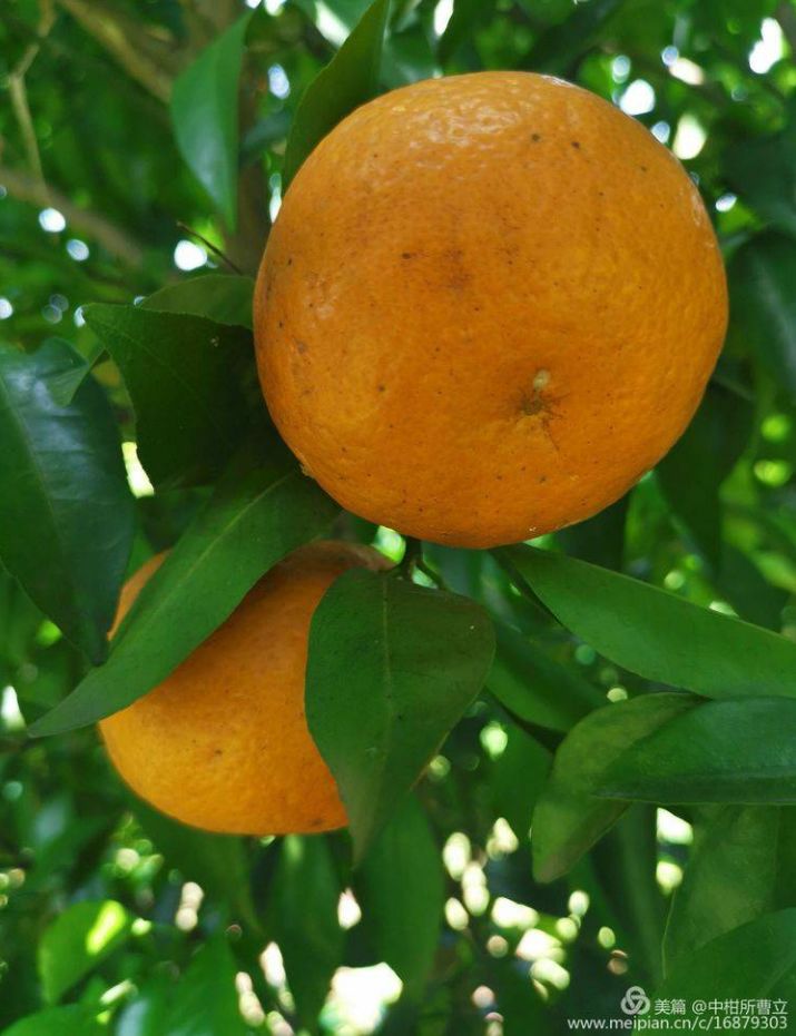 无核柑橘有哪些品种,柑橘目前最新品种有哪些