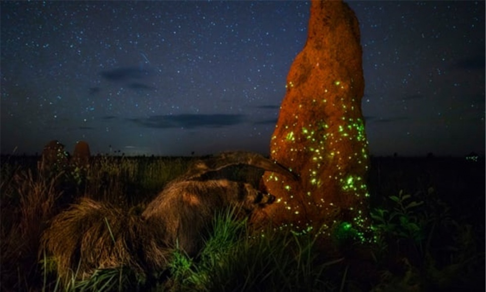 人物摆拍骗大奖,野生动物摄影造假