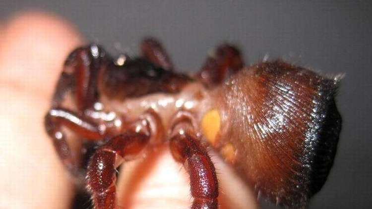 饲养蜘蛛要准备哪些用品,巴西所罗门蜘蛛饲养教程