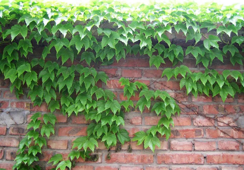 三种最旺家的阳台爬藤花,家里种什么爬藤花好看